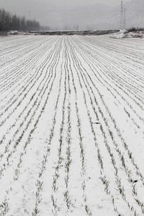 ũ������ѩ��С����