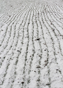  ����ѩ������ 