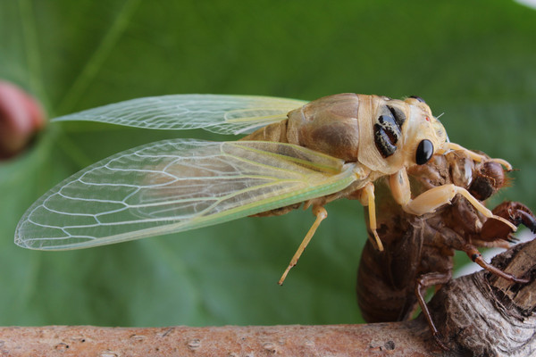 ֪�˺��ѿǺ���ɹ����