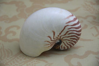 �����ݱ걾