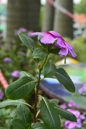 ������ֲ��