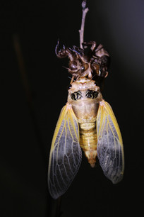 ����ɳ��ǵ�֪�˺�