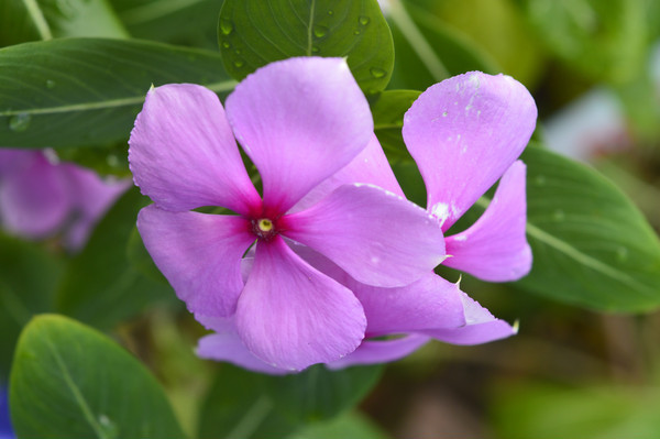 ���䳤����