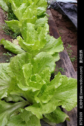 �����͵�����