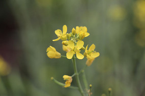 �����Ļƻ�