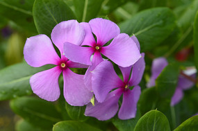 ���䳤����