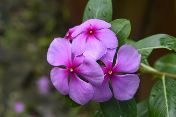 ���ŵĳ�����