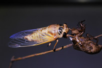 ֪�˺�֦ͷ������ѿ�