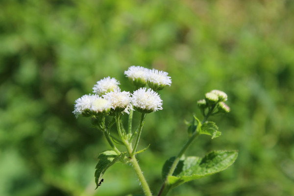 ��ɫҰ��С��