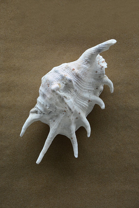 白海螺象征图片