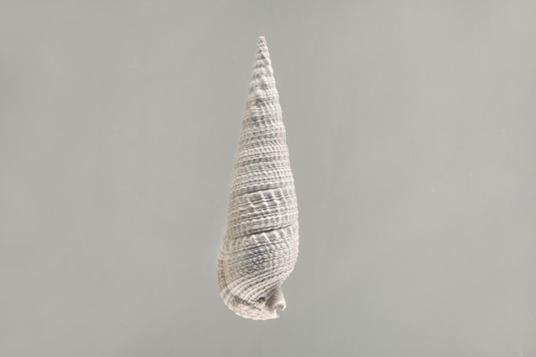 ����з����