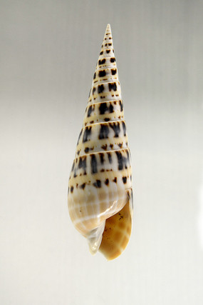 大笋螺标本