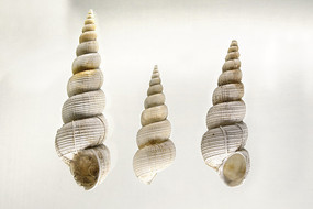 ����ʨ��