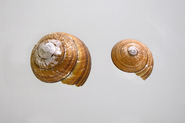 ���ϼ���