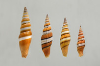 ��Ӽ����