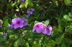 ���䳤����