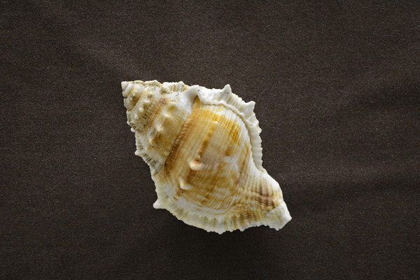 ��ɫ����