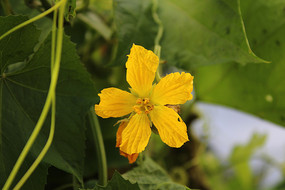 ���ŵ�˿�ϻ�