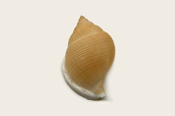 ���ع���