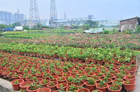 ����ֲ�ﻨ��