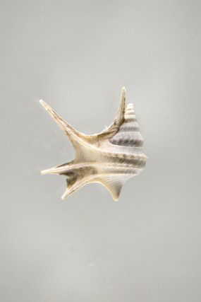 ŷ��������