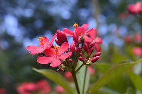 ��Ҷɺ����д