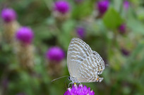 ���μ��ڻ��ͺ���