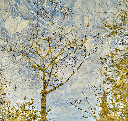 ˮ����֦��Ӱ