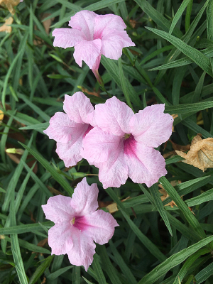 �Ķ��ɫ��«��