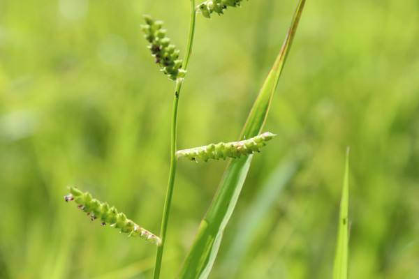 ����Ұ��