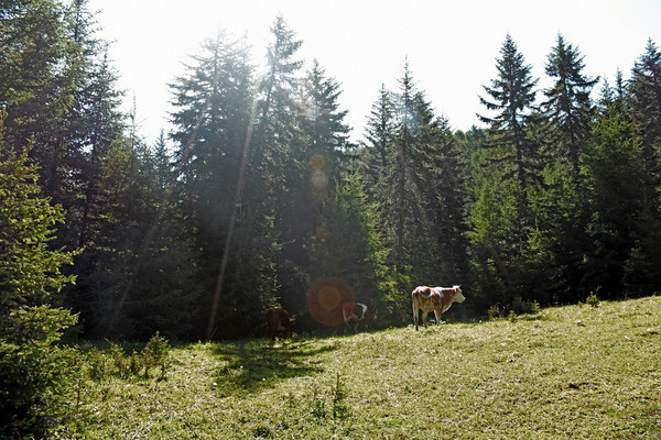 ԭ��̬ɭ��ͼ