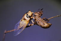 ֦���ϵĲ������Ŀ���