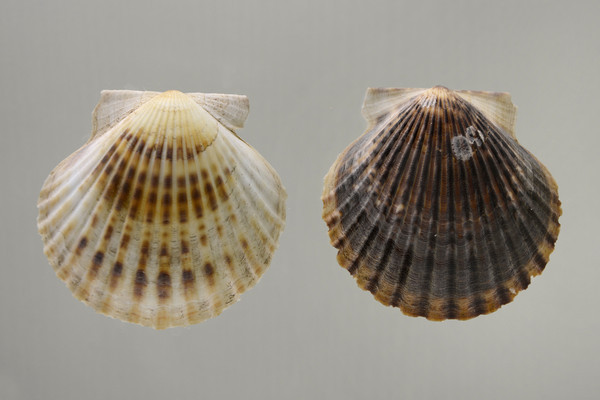 �й������ȱ�