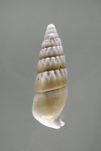 ����з����