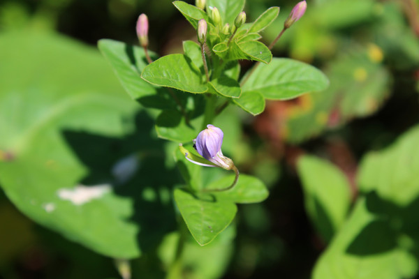 ��ɫҰ������