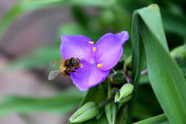 ��ɫѼ�ŲݵĻ�