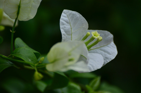 ��ɫ����÷��д