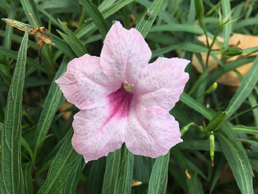 ��ɫ����������