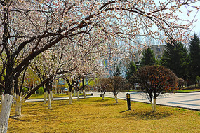 ��԰��ʢ�����һ�