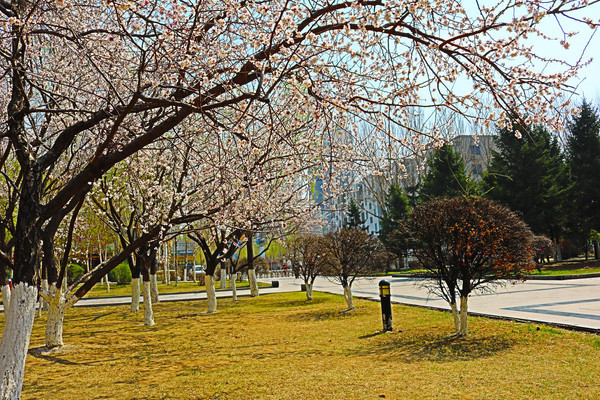 ��԰��ʢ�����һ�