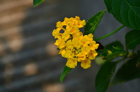 ��ɫҰ������