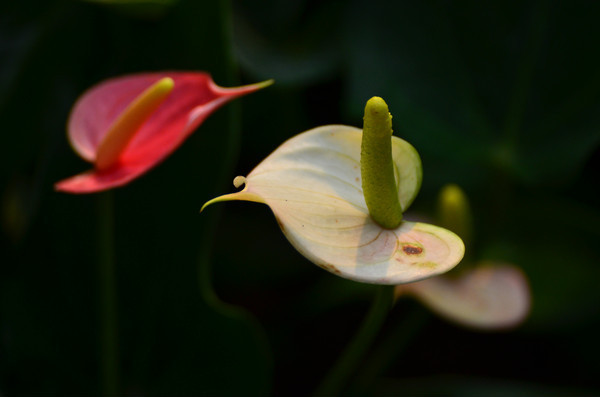 �����Ļ�컨