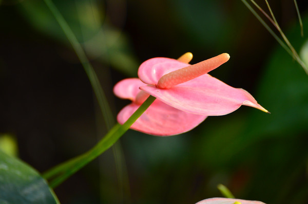 �����Ļ�컨