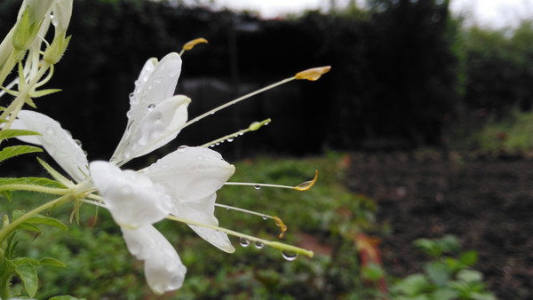 ��¶����