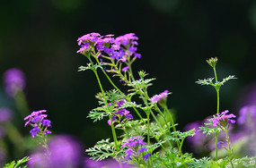 ��ɫҰ������