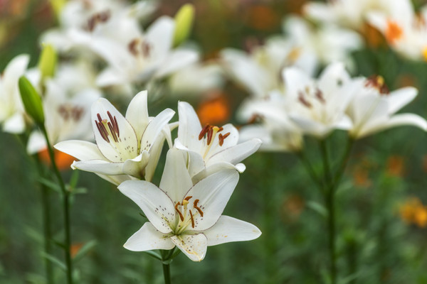 ֲ�������