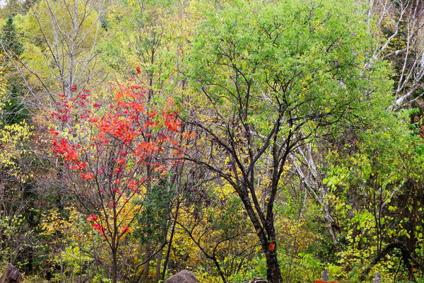 ���־���