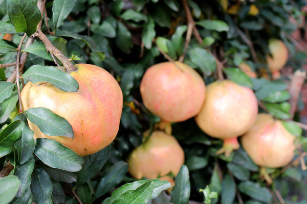 �������Ĵ�ʯ��