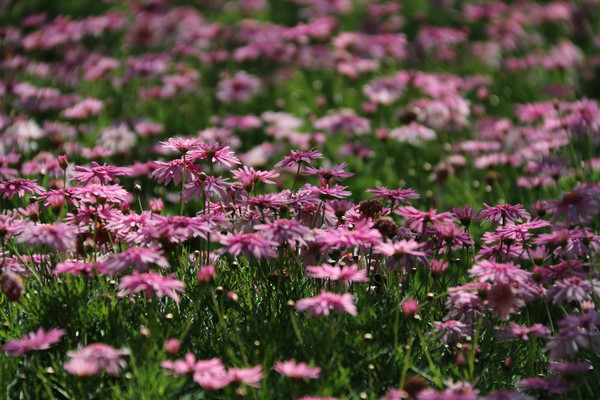 ʢ���ĸ�ɣ��