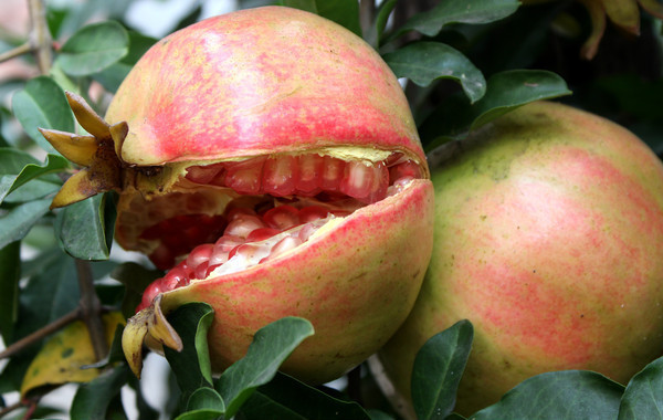 ʯ��������